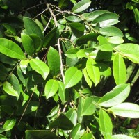 Eurya ceylanica Wight